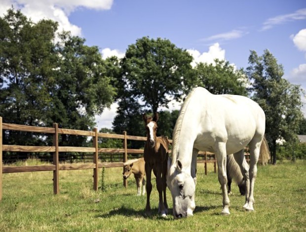 Ascot_15_NEW