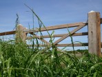 Field_Gate_29_OnlineUse