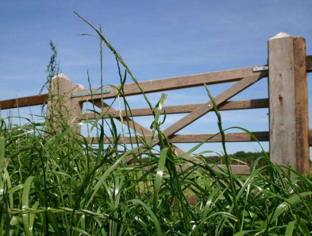 Field_Gate_29_OnlineUse
