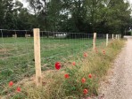Hendriks Omheining Didam  (13) 