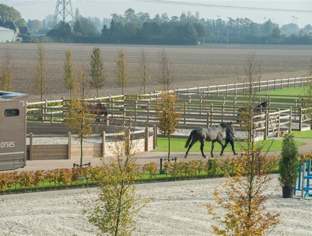 Hendriks Sporthorses 2018 (45)