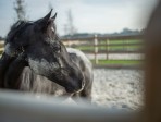 Hendriks Sporthorses 2018 (46)