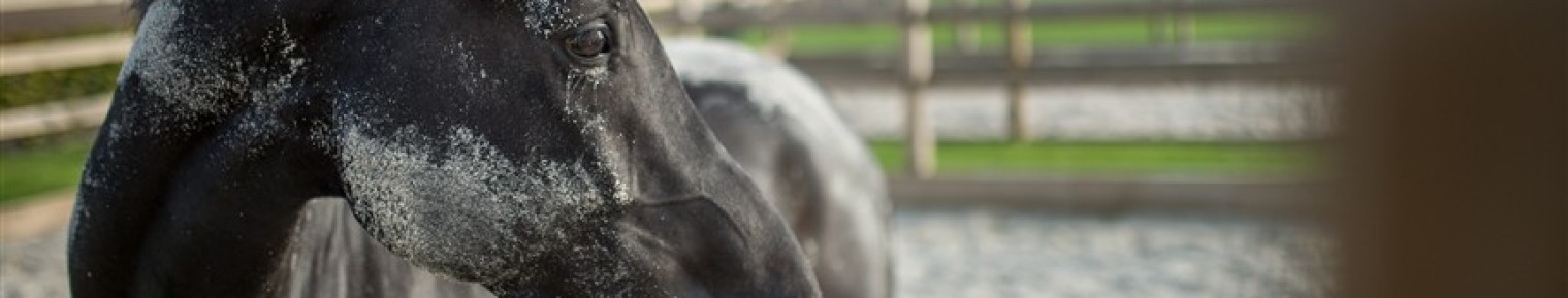 Hendriks Sporthorses 2018 (46)